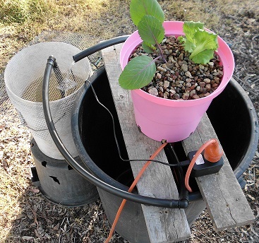 Seedlings at the start of the Craterpot hydroponic trial