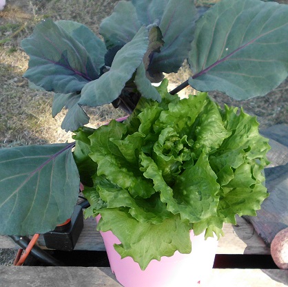 Lush growth after 6 weeks in Craterpot hydroponics system