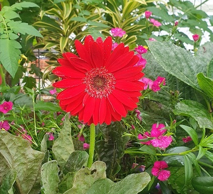 Gerbera