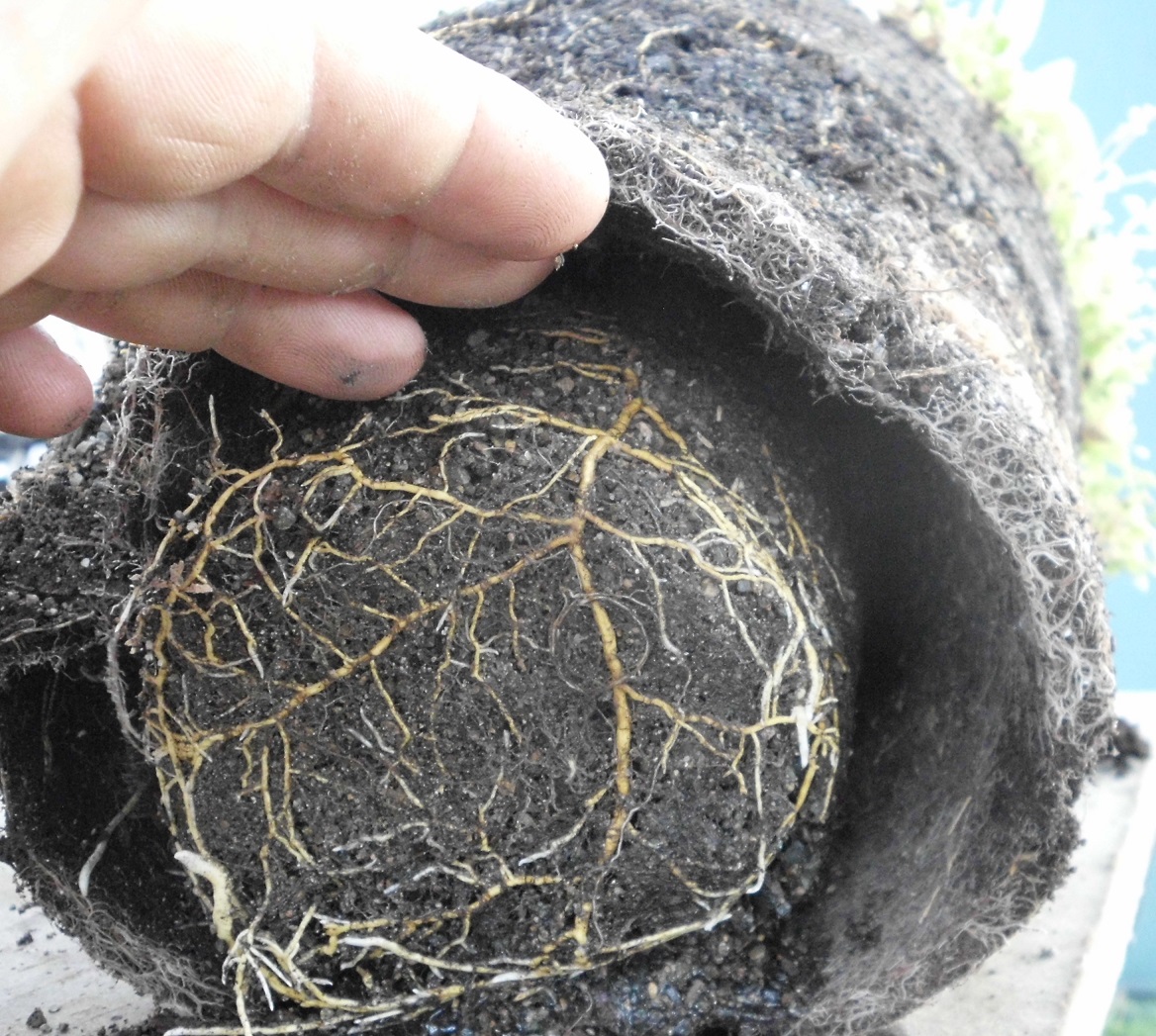 Root separation in Craterpot design